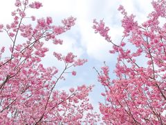 -三圣花乡旅游区