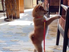 -上海崇明金茂凯悦酒店