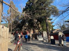 -少林寺欢喜地素斋馆