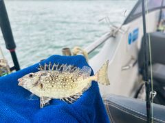 -深圳海钓·深圳钓鱼·拓展聚会鱼排