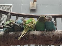 -正佳雨林生态植物园