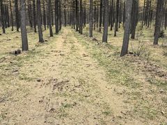 -塞罕坝国家级自然保护区