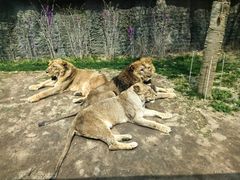 -北京野生动物园