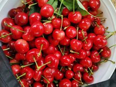 -田趣农庄草莓采摘园