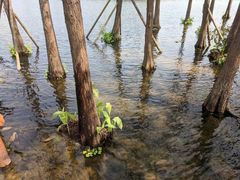 -重庆彩云湖湿地公园