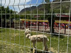 -新疆天山野生动物园