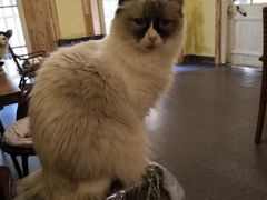 -猫色咖啡·猫咖