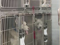 -宠福鑫康馨动物医院·骨科·眼科