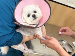 -米苏动物医院·犬猫专科·骨科外科内窥镜