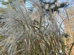 -羊亭河湿地公园