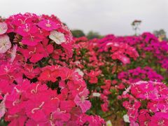 -松山湖梦幻百花洲
