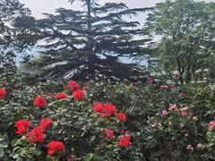 -国家植物园南园