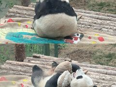 -大连森林动物园