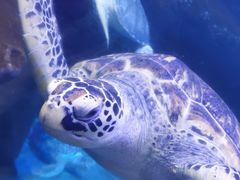 -海合安武汉极地海洋公园
