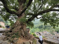 -杨家堂村