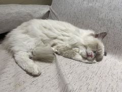 -藏猫猫咖啡主题馆(中央大道店)