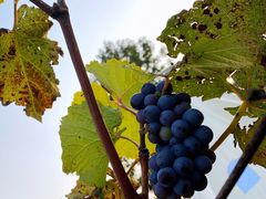 -安德鲁户外烧烤帐篷营地(马泉营店)