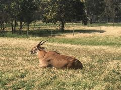 -威勒比开放式动物园