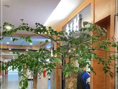 大堂-枣子树·素食餐厅(普陀山店)