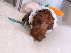 -PETKIT小佩宠物(古北店)