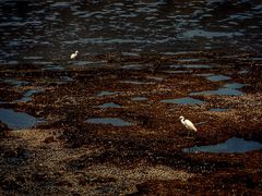 -上海吴淞炮台湾国家湿地公园