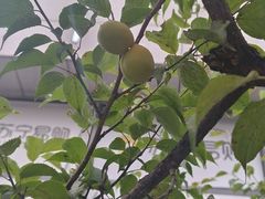 -苏宁易购(上海沪太路二店)