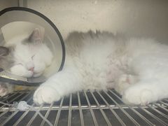-联合动物医院(光谷诊疗中心)