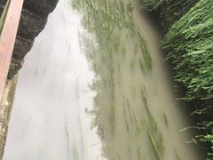 -神仙树公园