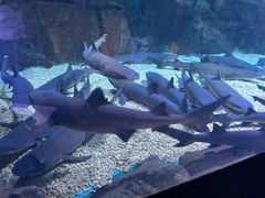 -烟台海昌鲸鲨海洋公园