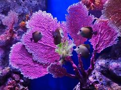 -暹罗海洋世界