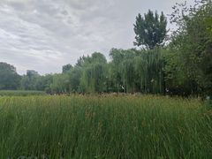 -莲湖公园