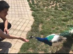 -西霞口神雕山野生动物世界