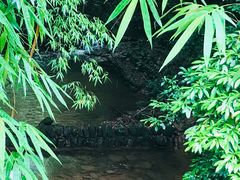 -川西竹海景区
