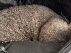 -宠福鑫动物医院(望京分院)