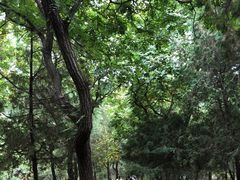 -北京十三陵国家森林公园蟒山景区