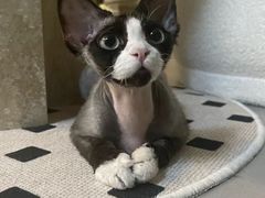 -山宅一喵德文卷毛猫舍