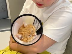 -关爱宠物医院·猫科中心·消化科(滨湖万达分院)