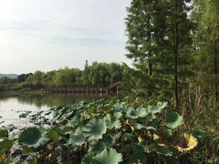 -长兴太湖图影湿地文化园
