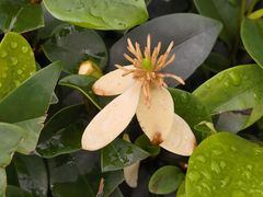 -云溪植物园