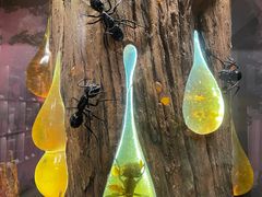 -正佳自然科学博物馆