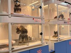 -翊宠yipet猫狗购宠庄园犬舍•猫舍