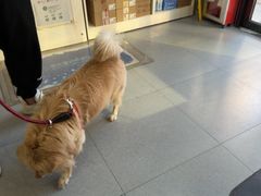 -芭比堂动物医院·心脏科·老年急重症·夜诊·吉雅分院