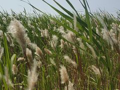 -春花秋色城市公园