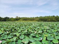 -大湾区中央湿地公园