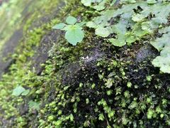 -西岭雪山大飞水景区
