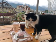 -喵屿·大理花园猫咖