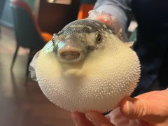 -肆月河豚·淮扬菜·湘菜(华天店)