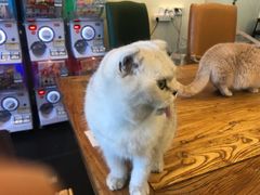 -猫小院猫主题餐厅(南锣旗舰店)