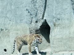 -秦皇岛野生动物园