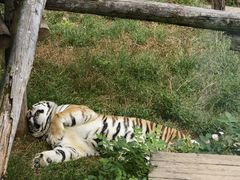 -大连森林动物园